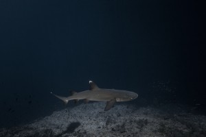 requin corail -- ©Alex Voyer