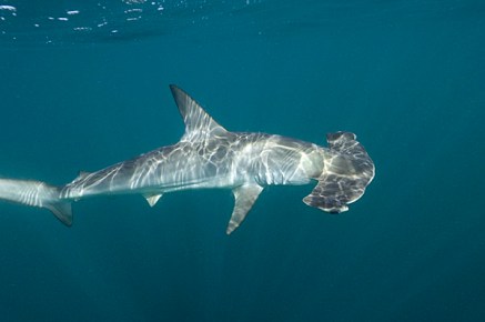 Par elasmodiver (elasmodiver) [CC BY-SA 4.0 (http://creativecommons.org/licenses/by-sa/4.0)], via Wikimedia Commons