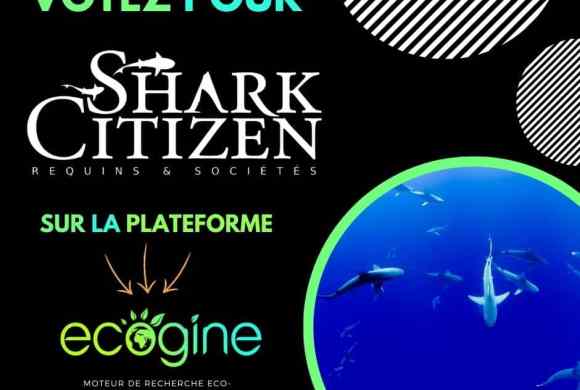 Votez pour la protection des requins avec Ecogine [CONCOURS ]