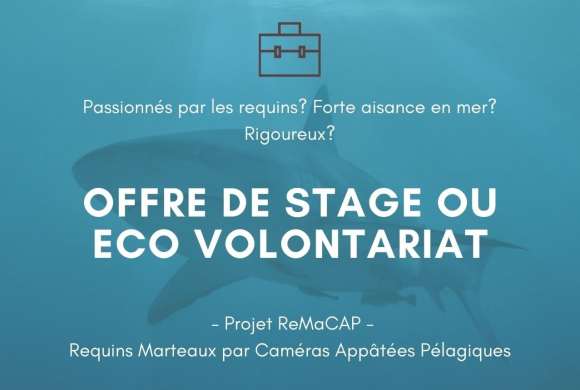 Offre de stage ou éco volontariat 2024 Offre de stage ou éco volontariat 2024