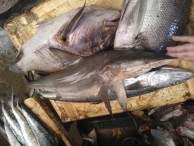 Formation à l’identification des requins – Mayotte