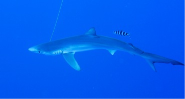 Expédition Requin au Nord de la Corse