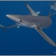 BLUESHARKES-1