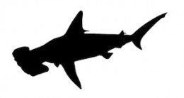 Sciences participatives – Requins de Méditerranée