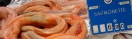 Menaces sur les chondrichthyens en France