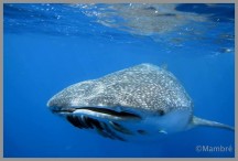 L’huile de foie de requin baleine, allez-vous avaler ça ?