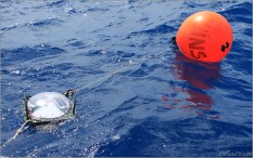 Cap Requin : résultats au 1er mars 2014