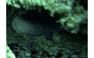 Requin corail observé en mai 2013.