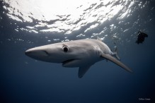 Point sur les requins et pêches thonnières dans l’océan Indien.
