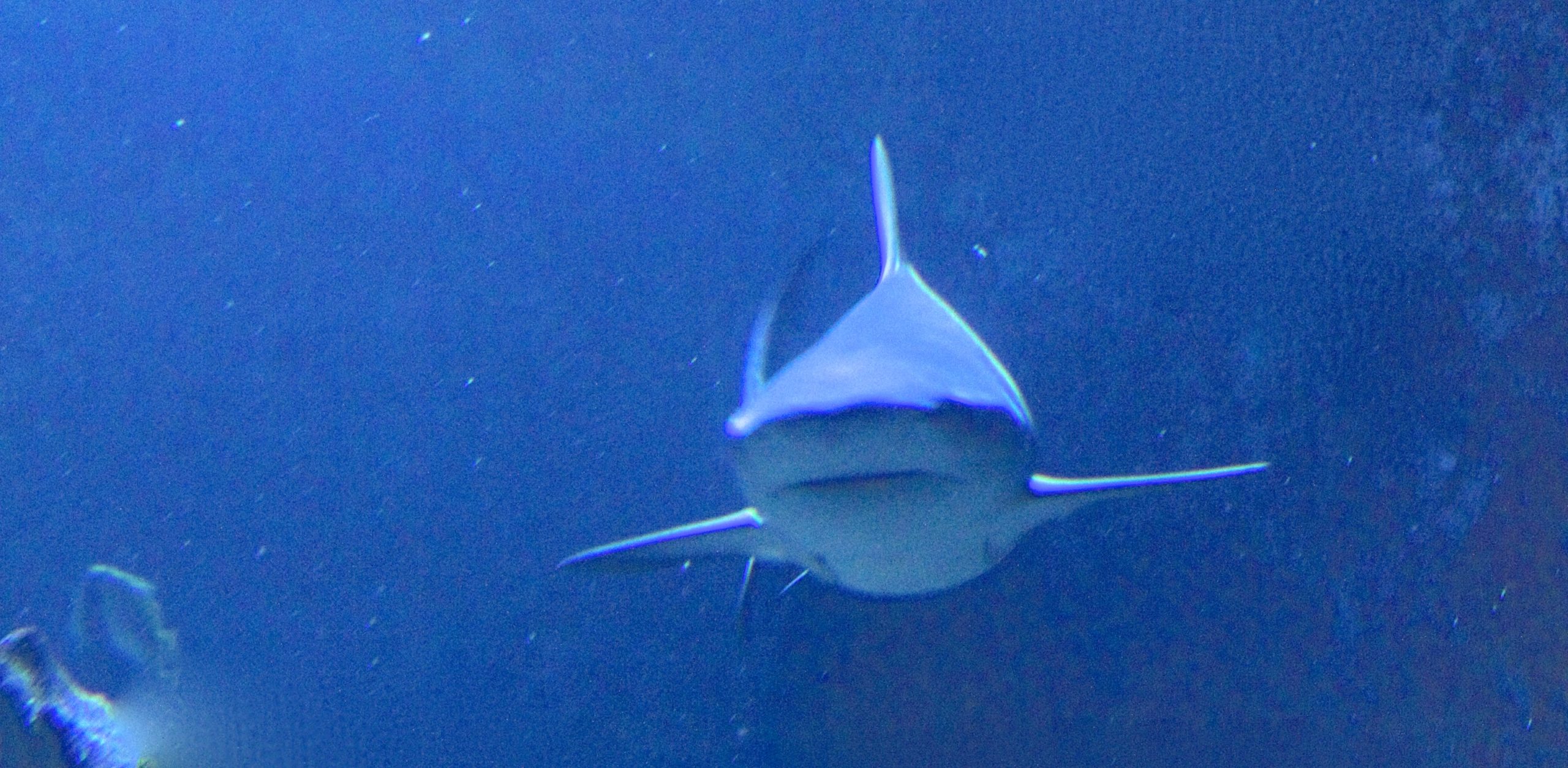 Le requin bouledogue