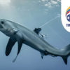 Requins et convention de Bonn