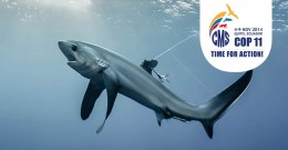 Requins et convention de Bonn