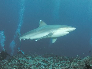 requin pointe blanche de récif -- ©Clark Anderson