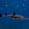 COP18 DE LA CITES, ET ENSUITE ?