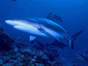 Requin Gris -- ©Par Albert kok