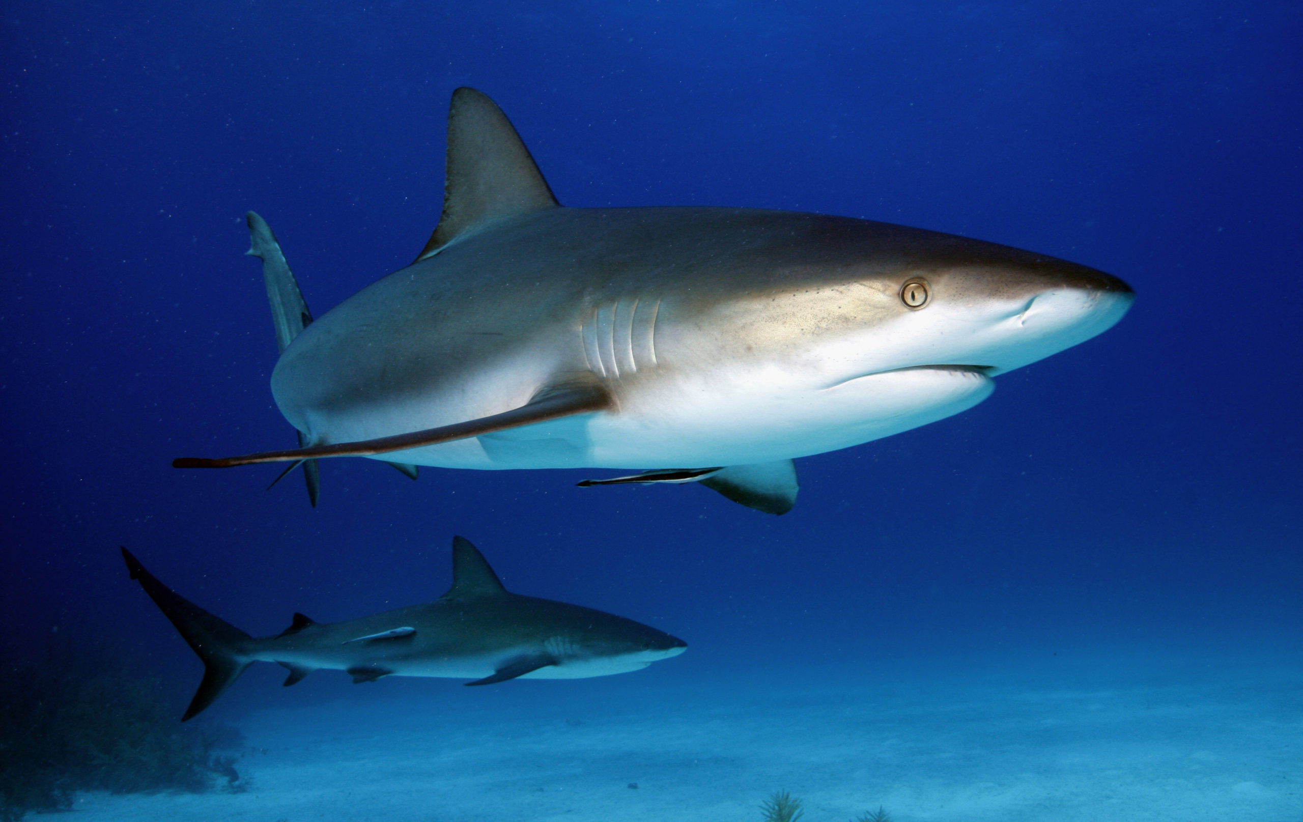 Les requins de récifs de La Réunion protégés !
