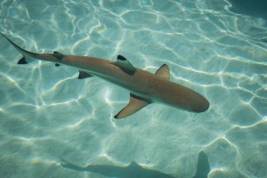 Requin pointe noire