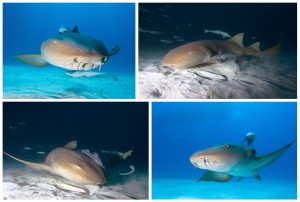 Requin nourrice