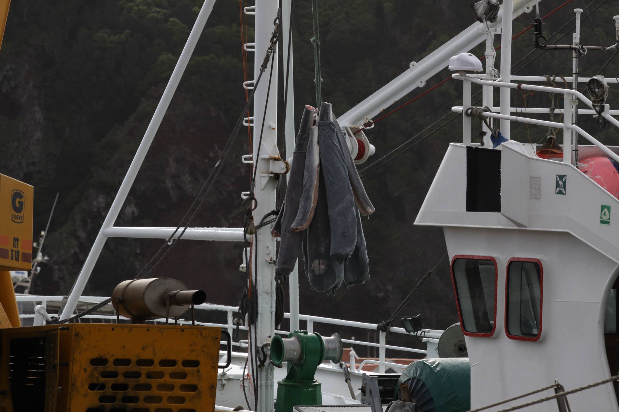 Un massacre de requins labellisé MSC ?