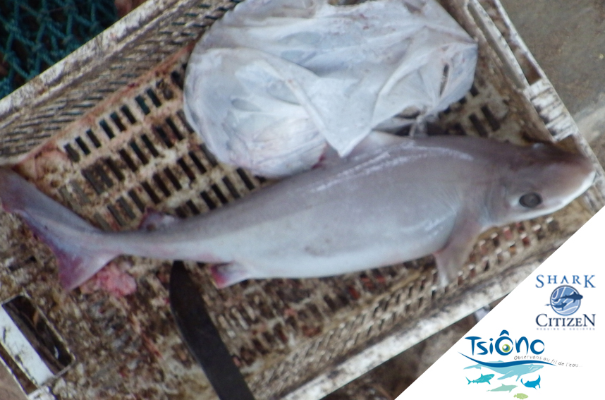 Un nouveau requin décrit à Mayotte