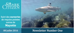 Mayotte – 1ere journée d’espionnage de bébés requins