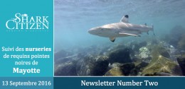Mayotte – Seconde journée de suivi des requins Mayotte – Seconde journée de suivi des requins