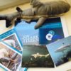 Requins de Mayotte