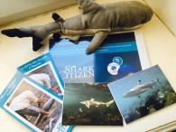 Requins de Mayotte